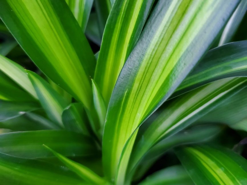 hawaiian spider plant detail image