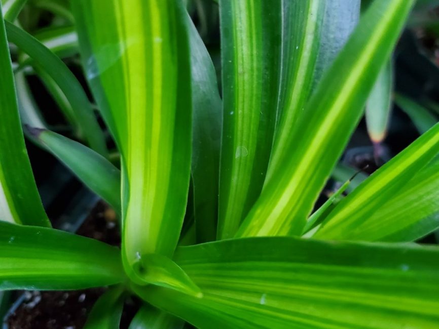 Hawaiian spider plant with trailing green leaves by Studley Flower Gardens