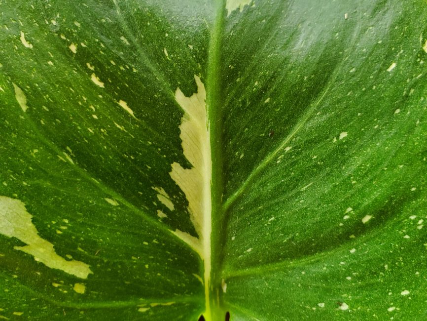 Thai Constellation Monstera with variegated leaves in partial shade by Studley Flower Gardens