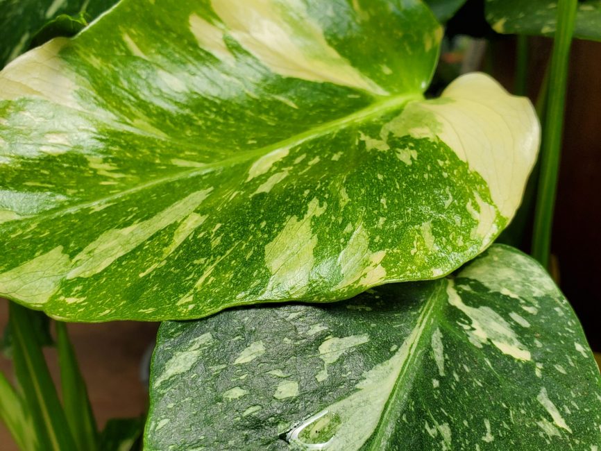 Thai Constellation Monstera with large creamy-white variegated leaves by Studley Flower Gardens
