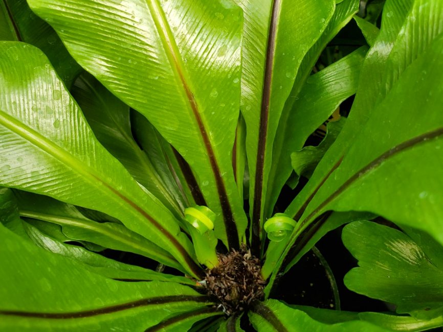 bird’s nest fern with wide glossy green fronds in partial shade by Studley Flower Gardens