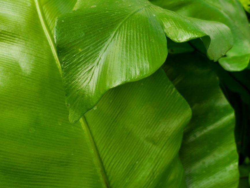 bird’s nest fern with lush green fronds in natural light by Studley Flower Gardens