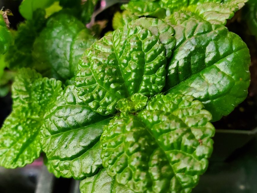 Large leaf Creeping Charlie with textured veins and trailing growth by Studley Flower Gardens