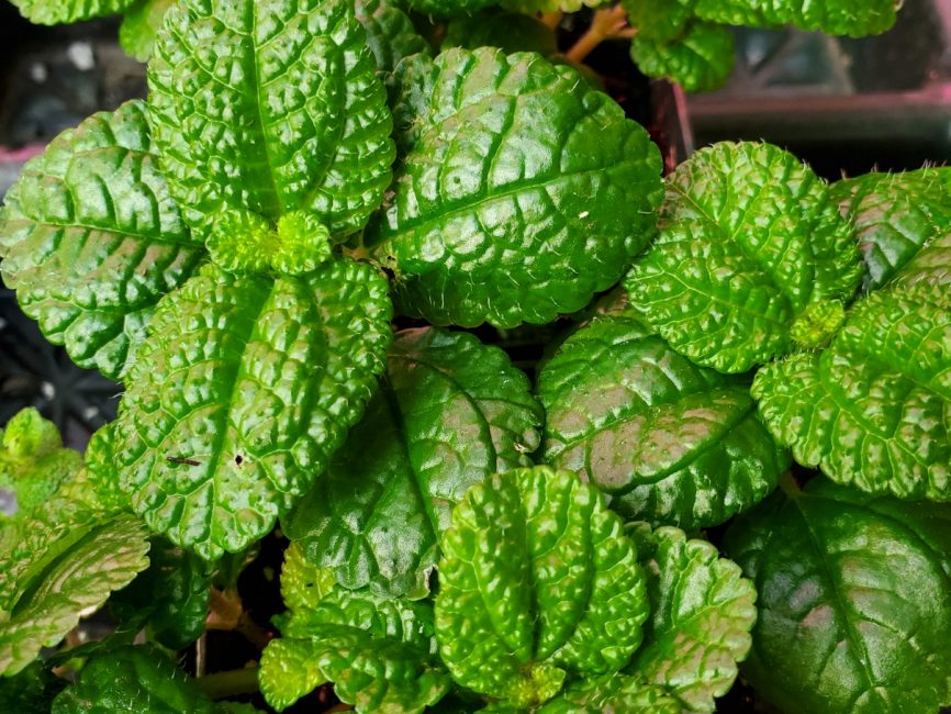 Large leaf creeping charlie with trailing green foliage by Studley Flower Gardens