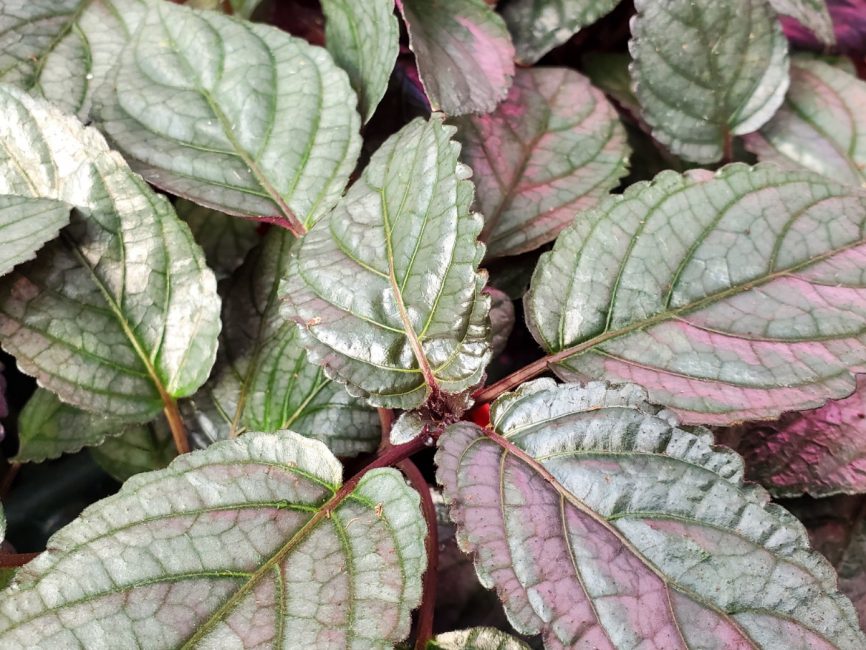 silver waffle plant detail image