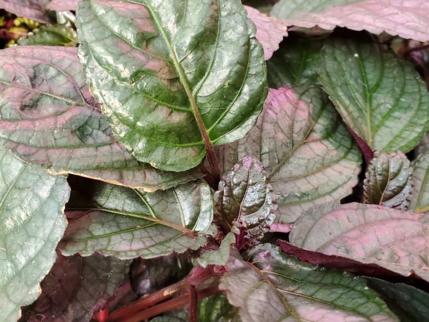 Silver waffle plant with textured leaves on windowsill by Studley Flower Gardens