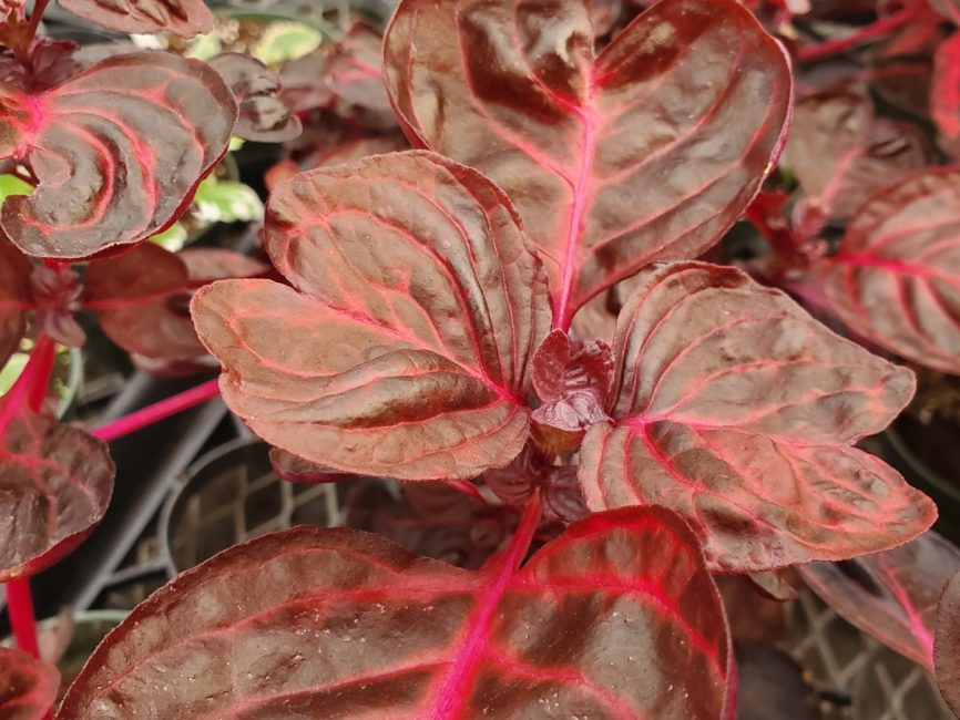 Bloodleaf iresine plant with vibrant red foliage suitable for windowsill by Studley Flower Gardens