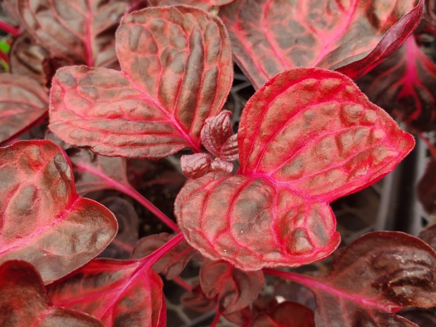 Bloodleaf iresine with vibrant red leaves for windowsill display by Studley Flower Gardens