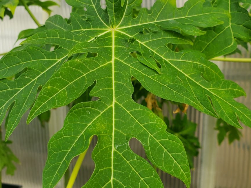 Papaya plant with large tropical leaves in a container by Studley Flower Gardens