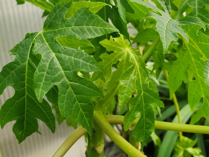Papaya plant with medium growth rate suitable for full sun by Studley Flower Gardens