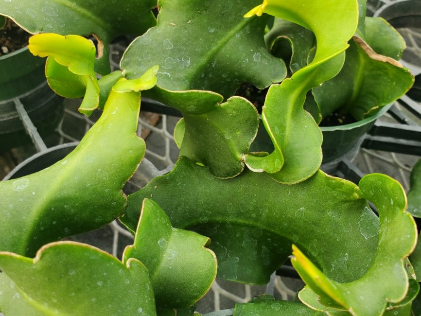 curly locks orchid cactus detail image