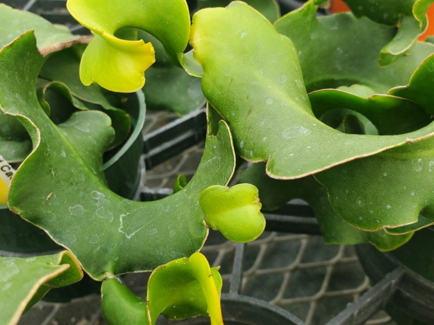 Curly locks orchid cactus with trailing succulent stems by Studley Flower Gardens