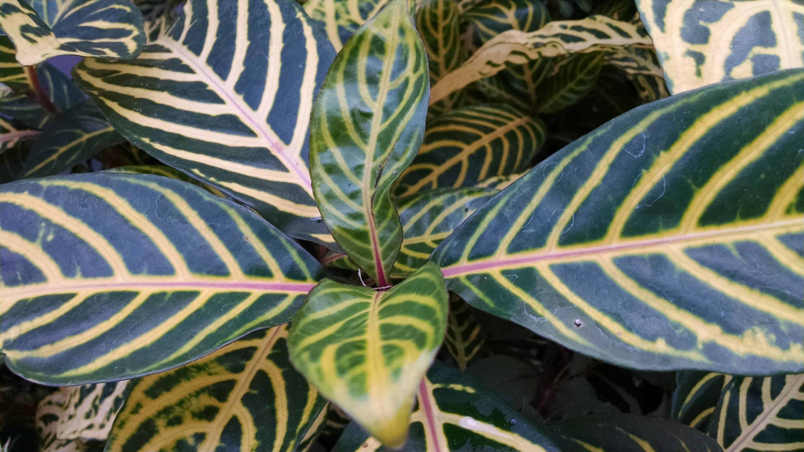 Ellen Sanchezia - Image 2