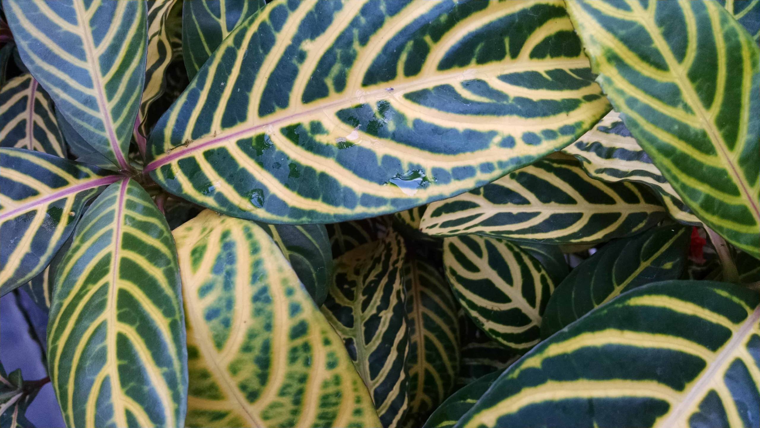 Ellen Sanchezia - Image 3