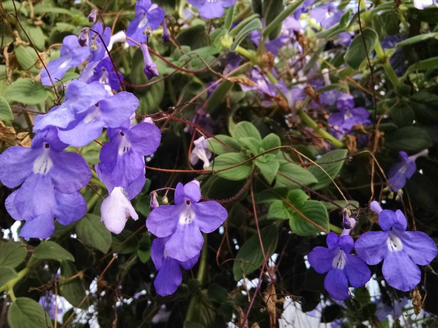 concord blue streptocarpella, cape primrose detail image