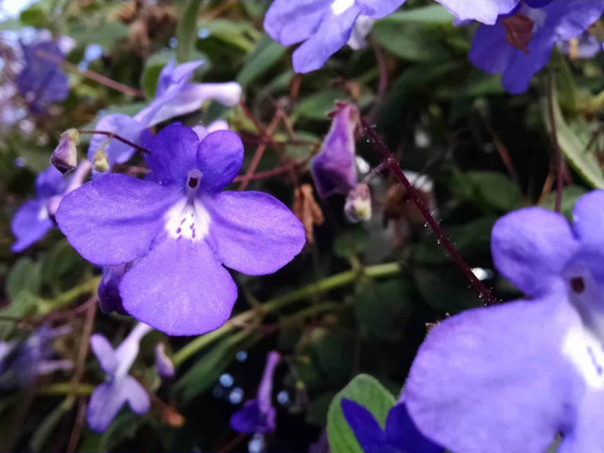 Concord Blue Streptocarpella trailing blooms by Studley Flower Gardens