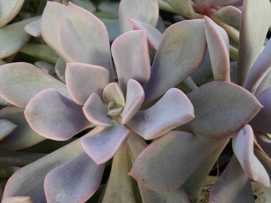 Debbie Graptoveria rosette succulent with blue-green leaves by Studley Flower Gardens