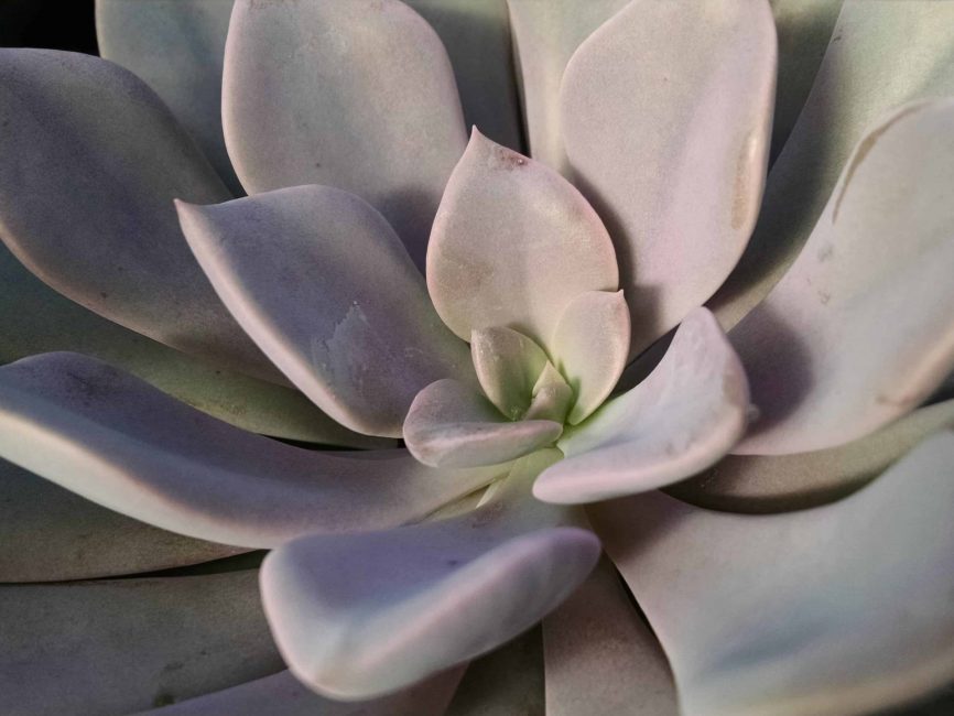 Debbie Graptoveria succulent with compact rosette form by Studley Flower Gardens