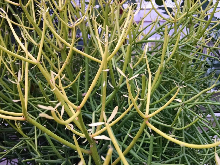 Pencil fire stick succulent with slender upright stems by Studley Flower Gardens