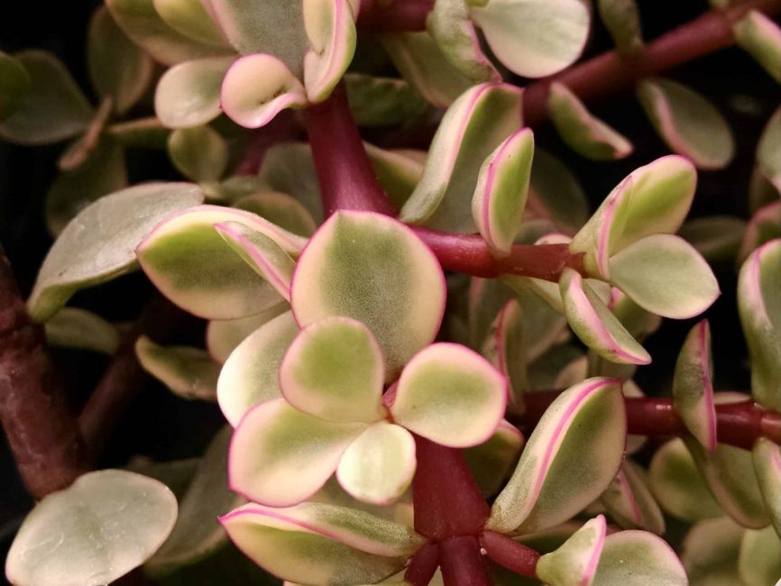 Variegated upright jade with cream, magenta, and green foliage by Studley Flower Gardens