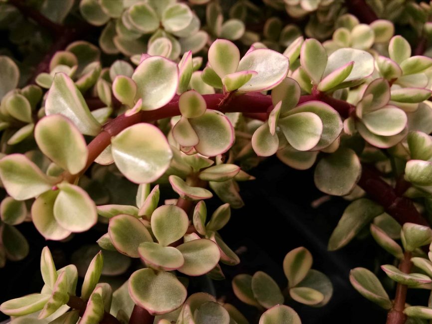Variegated upright jade succulent with variegated leaves by Studley Flower Gardens