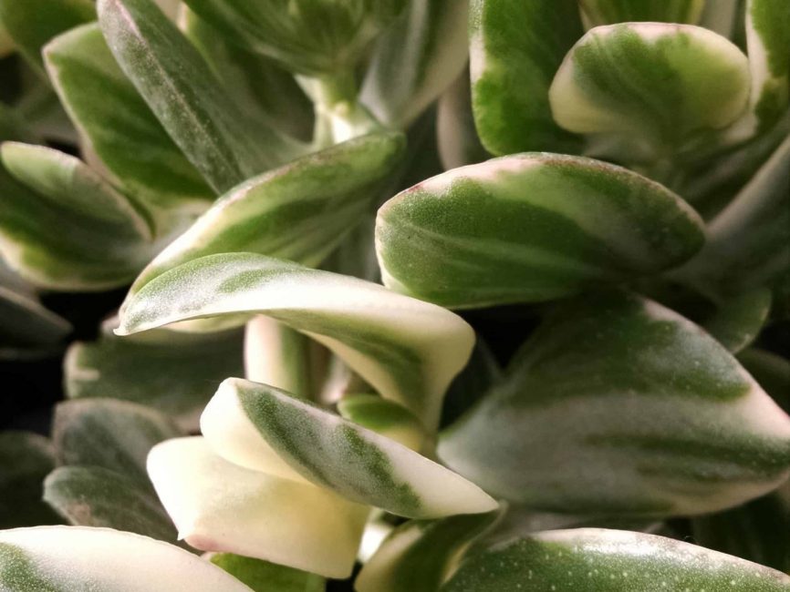 variegated jade plant detail image