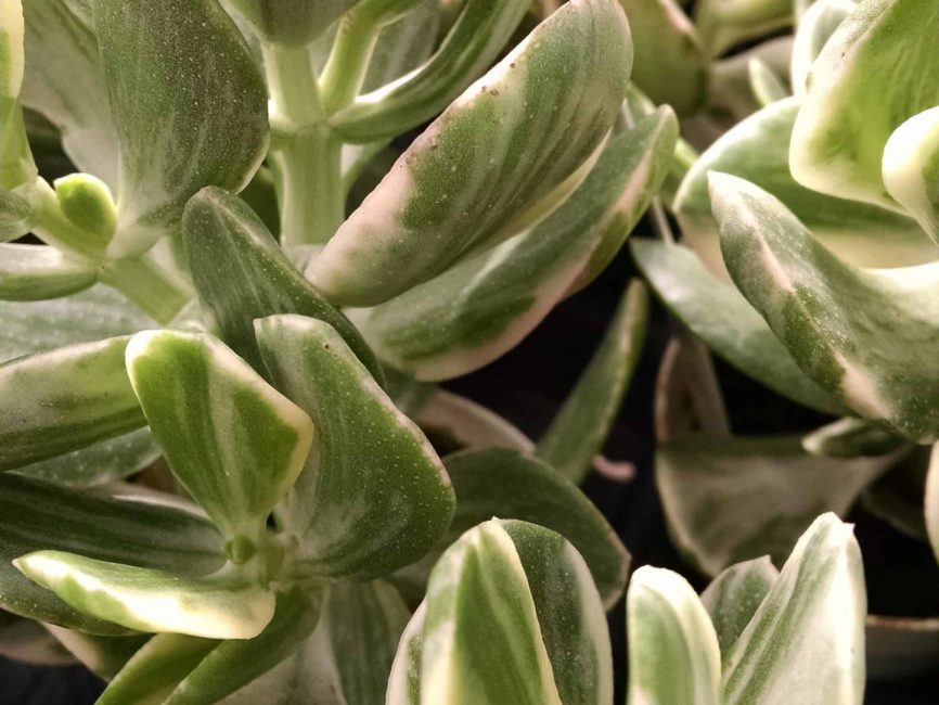 Variegated jade plant with green and cream leaves by Studley Flower Gardens