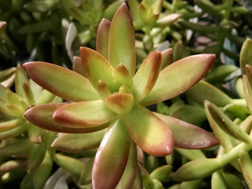 coppertone stonecrop detail image