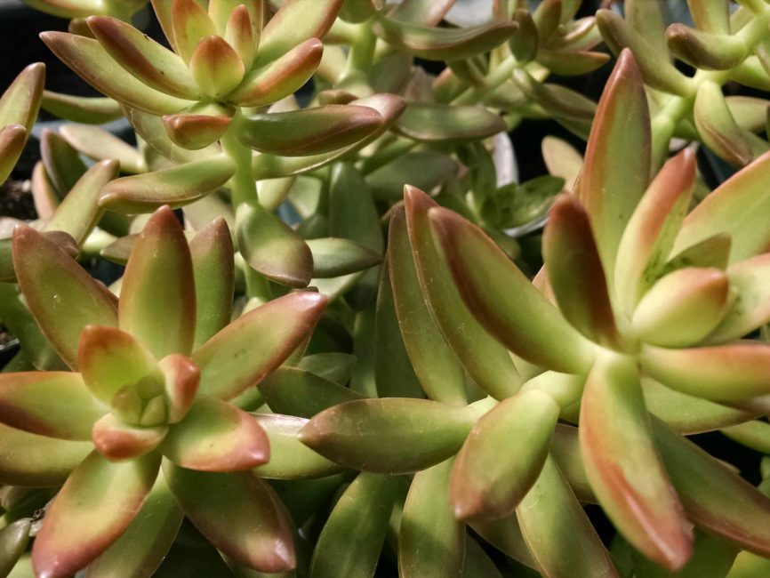 Coppertone Stonecrop succulent with copper-toned foliage by Studley Flower Gardens