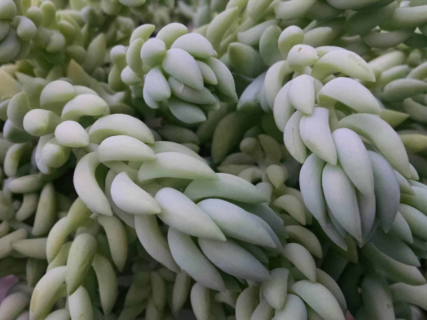 donkey’s tail detail image