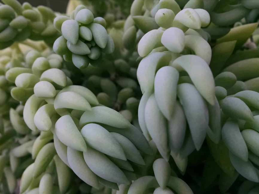 Donkey’s tail succulent with trailing stems by Studley Flower Gardens