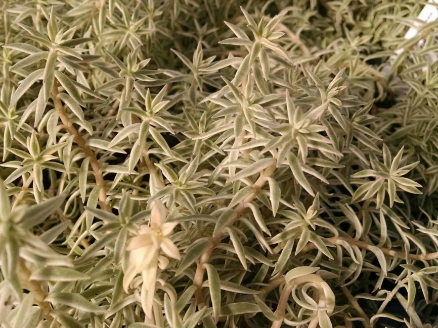 sea urchin sedum detail image