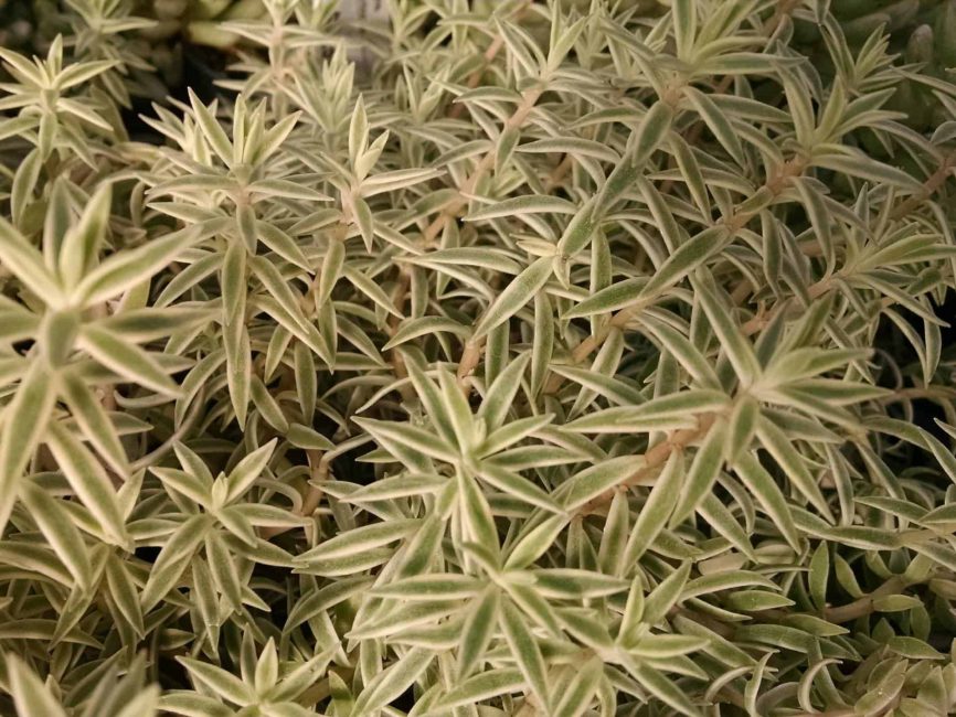 Sea Urchin Sedum trailing succulent by Studley Flower Gardens
