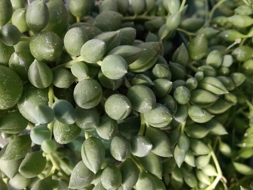 string of beads, string of pearls, gooseberry senecio detail image