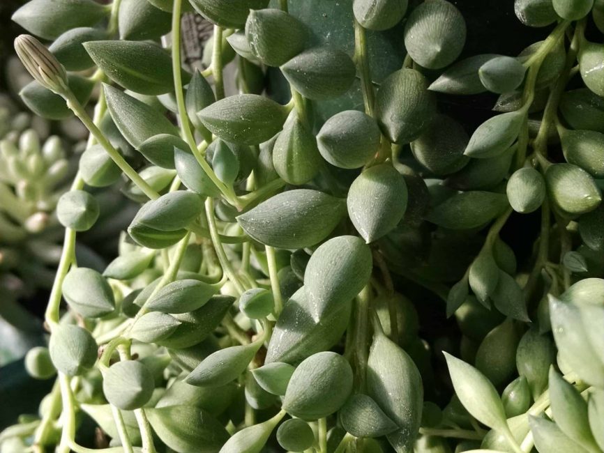 String of beads trailing succulent stems by Studley Flower Gardens