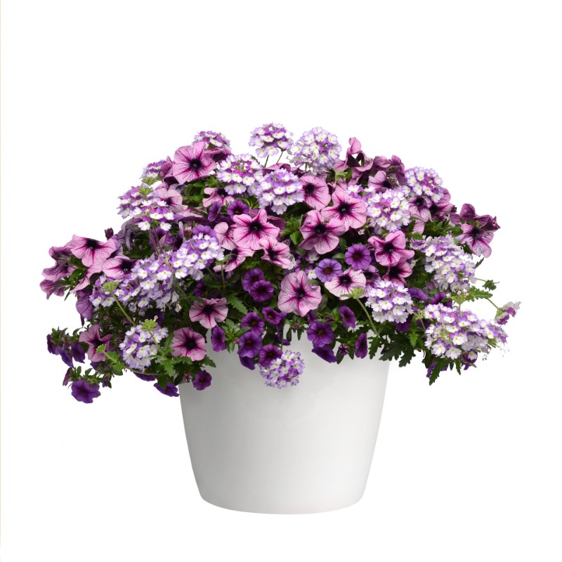 Purple and lavender Starlight Starbright Trixi® container garden by Studley Flower Gardens