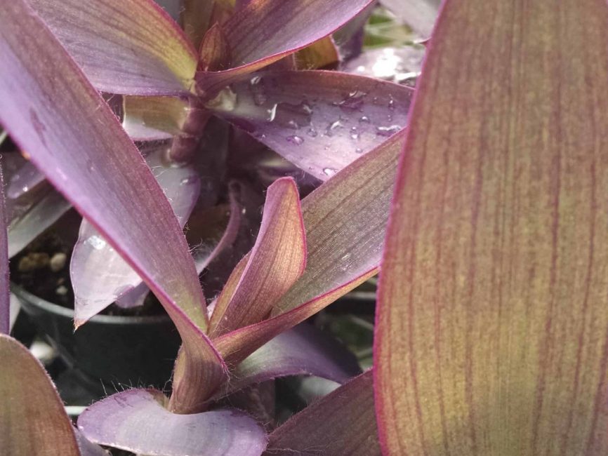 Purple Queen Tradescantia with deep purple leaves by Studley Flower Gardens