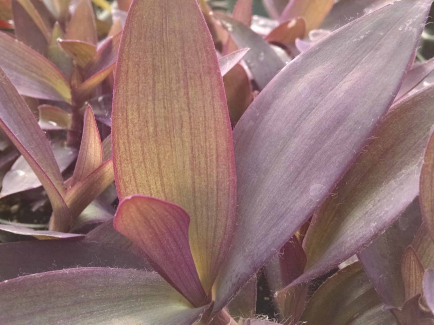 Purple Queen Tradescantia with trailing purple foliage by Studley Flower Gardens