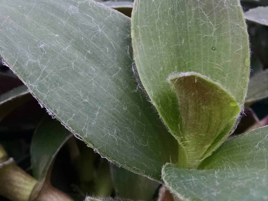 Tradescantia with wide green leaves and purple undersides by Studley Flower Gardens