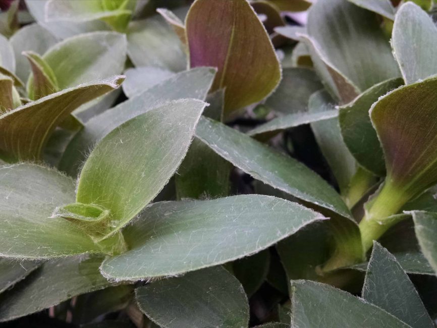 Tradescantia blooming windowsill plant by Studley Flower Gardens