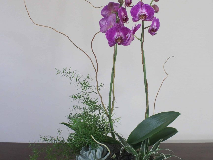 Orchid plant with curly willow branches in a wooden box by Studley Flower Gardens