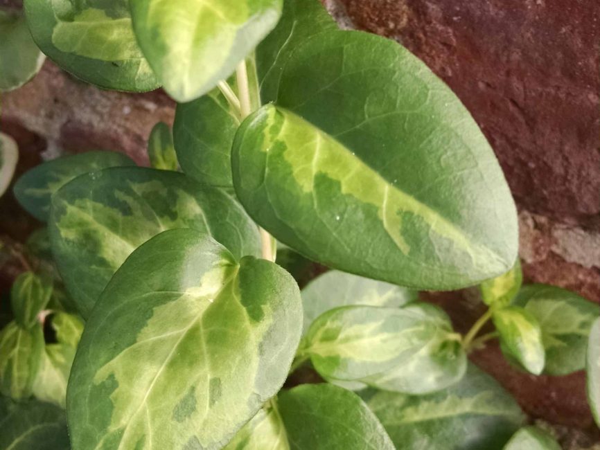 maculata vinca vine detail image