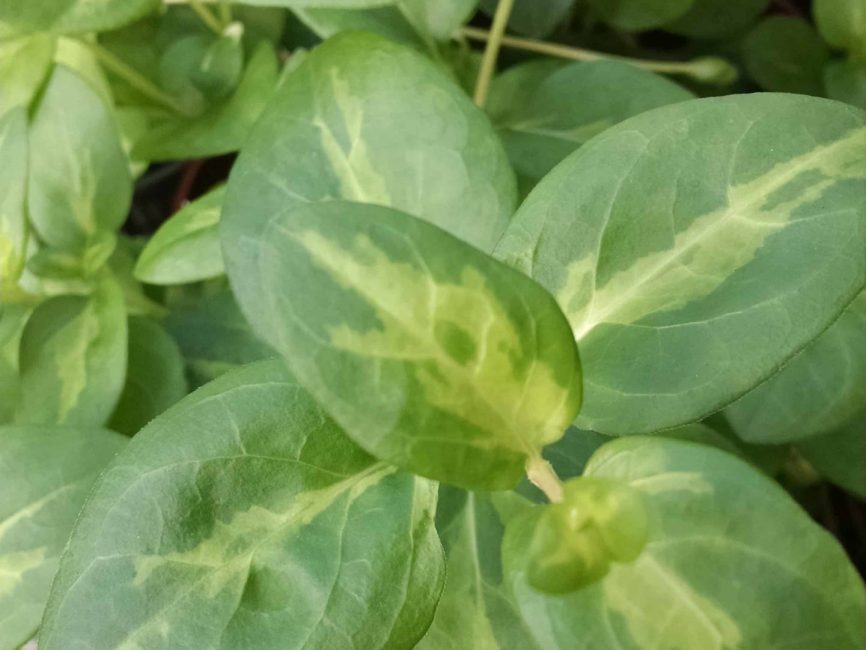 Maculata vinca vine trailing foliage by Studley Flower Gardens