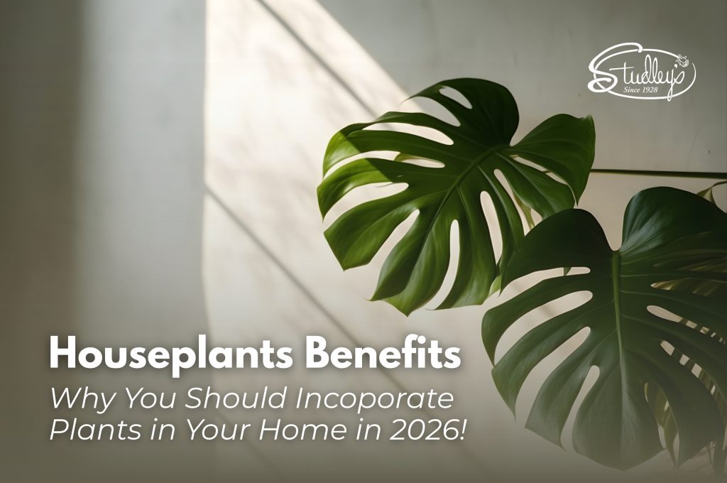 Houseplants You Need To Start Incorporating in Your Home in 2026!