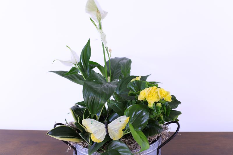 Sunrise European Garden