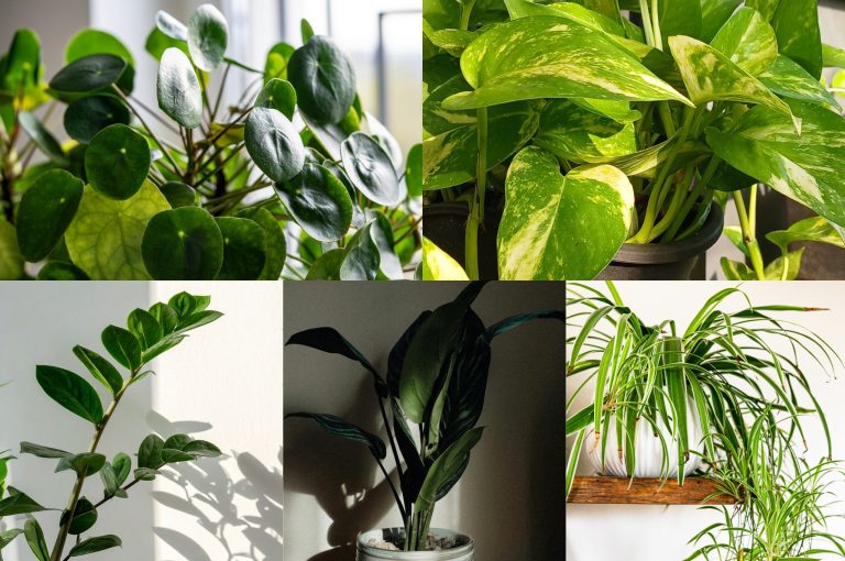 Indoor houseplants with varied green leaves in natural light by Studley Flower Gardens