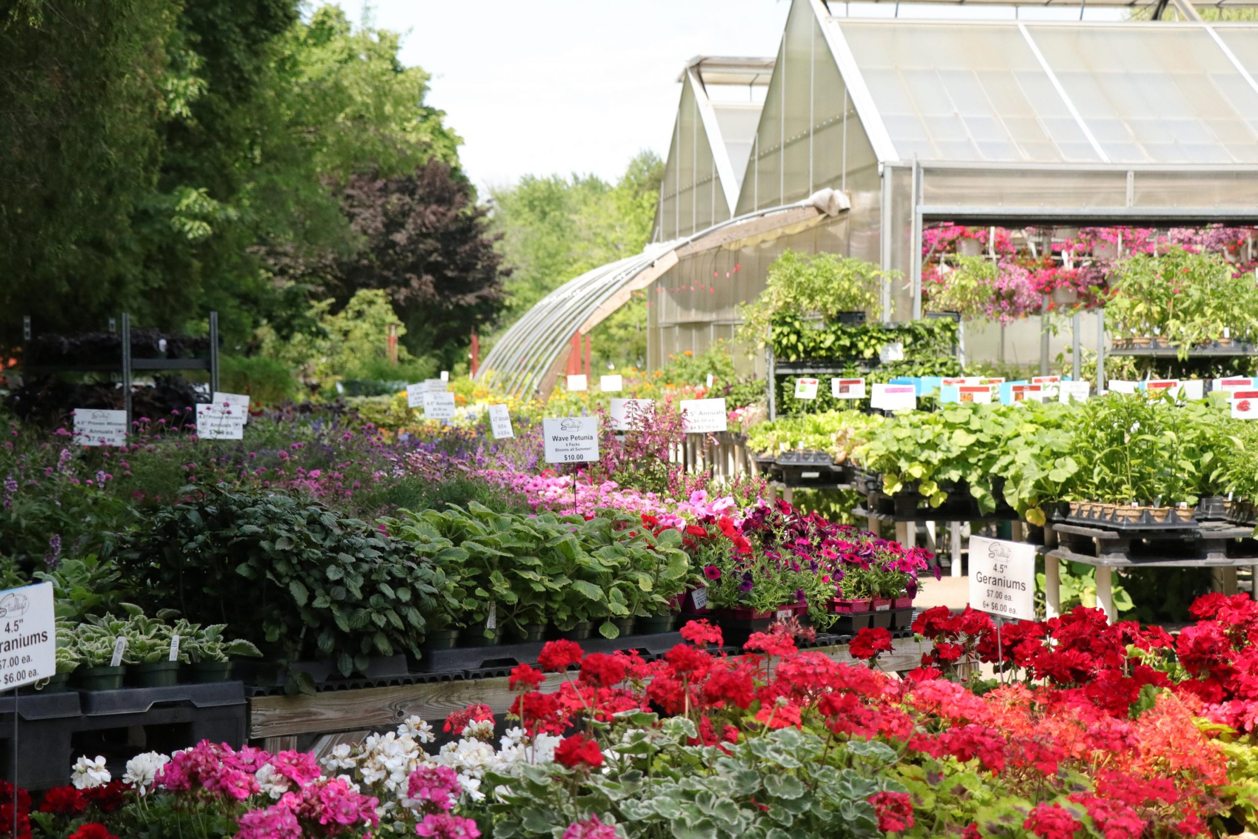 Outdoor garden center with colorful geraniums and assorted plants by Studley Flower Gardens