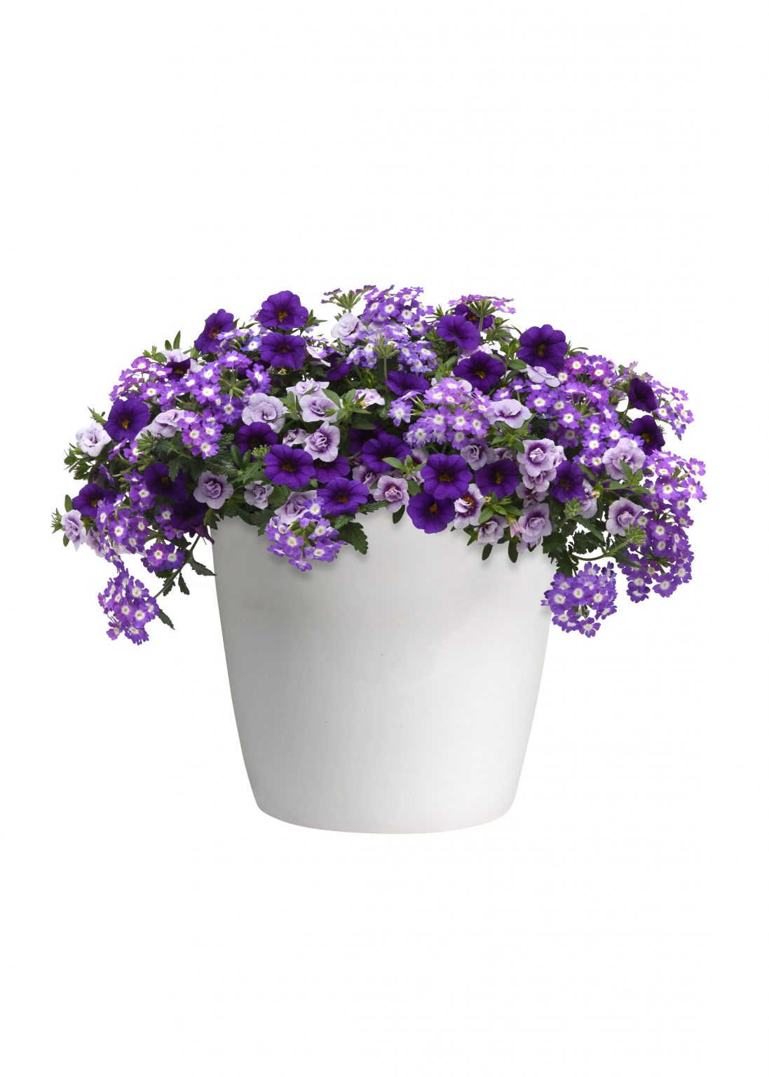 Purple Lace Container Garden