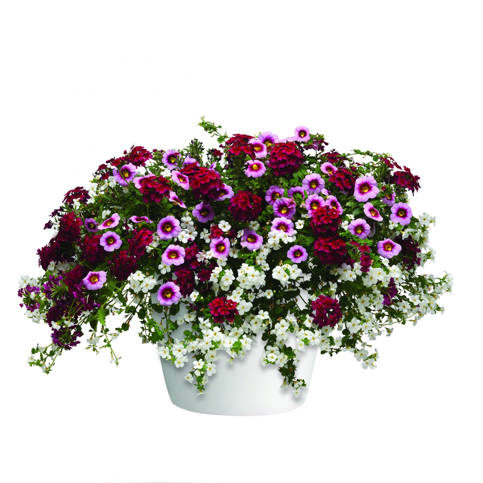 Strawberry Shortcake container garden