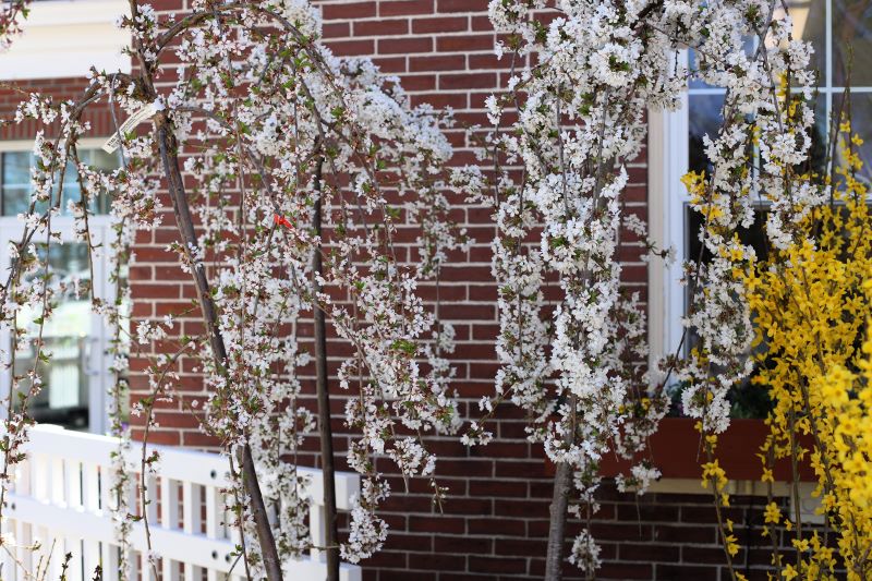 Weeping Cherry Tree